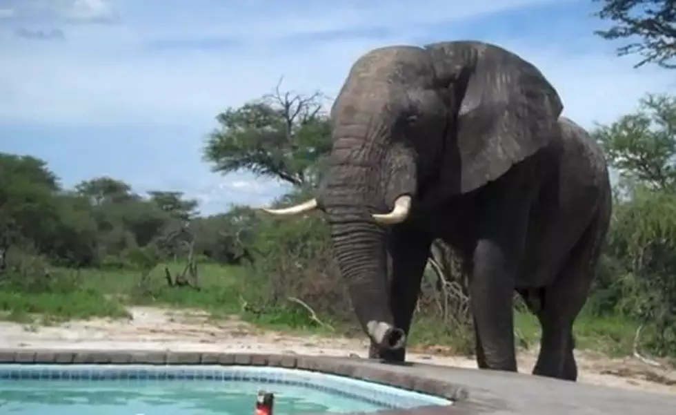 Elephant Surprises People Enjoying Some Pool Time [VIDEO]
