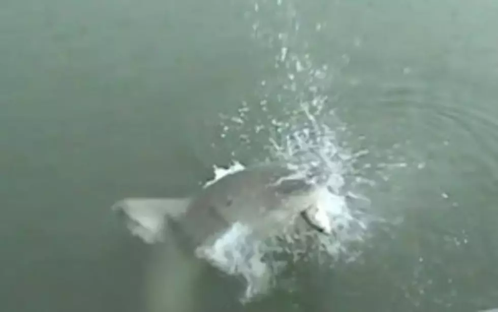 Who Said Fishing is Boring? Shark Surprises Couple Fishing [VIDEO]