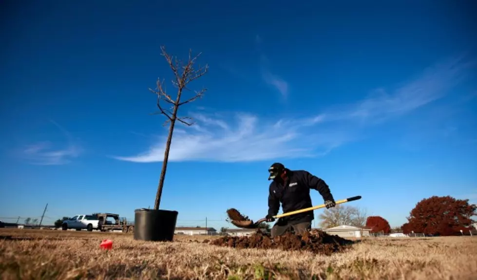 Make Plans Now to Plant Trees in September