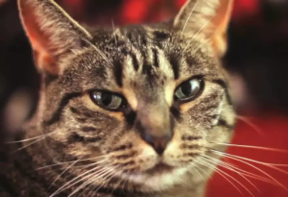 Oh For Cute&#8211;Collective Soul Cat [VIDEO]