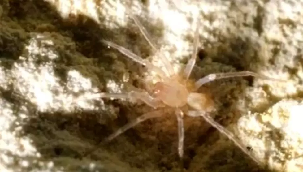 Rare Spider Shuts Down $15 Million Highway Construction Project [VIDEO]