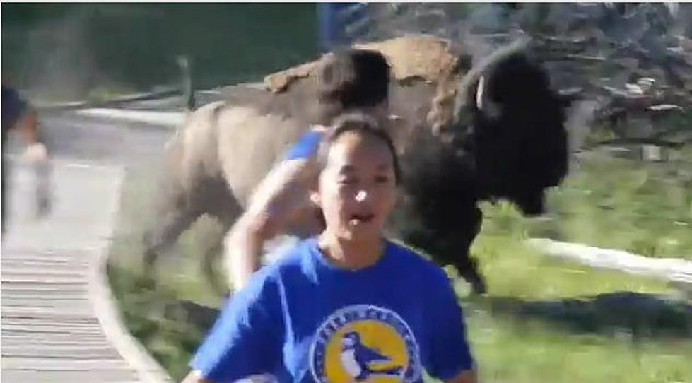 Wild Bison Chases Down Family In Yellowstone National Park [VIDEO]