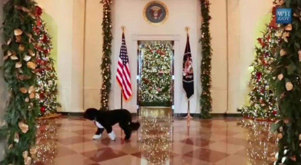 First Dog Bo Inspects the White House Decorations [VIDEO]