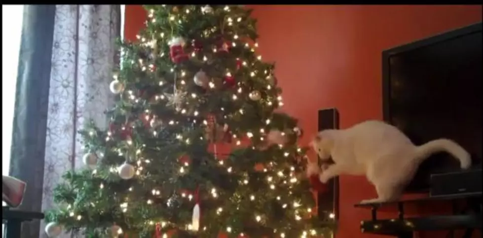 Animals Plus Christmas Decorations Equals Disaster [VIDEO]