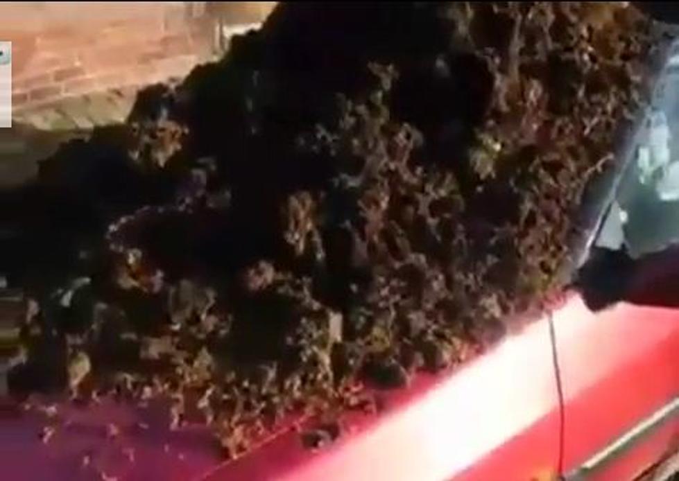 Man Gets Revenge on Cheating Wife By Dumping Horse Manure in Her Car [VIDEO]