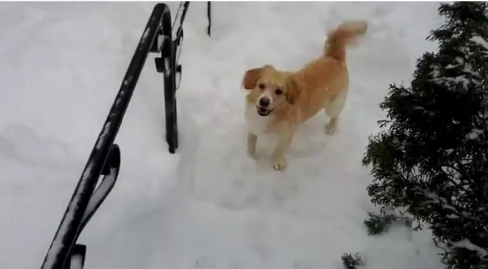 Dog Struggles to Navigate Through Deep Snow  [VIDEO]