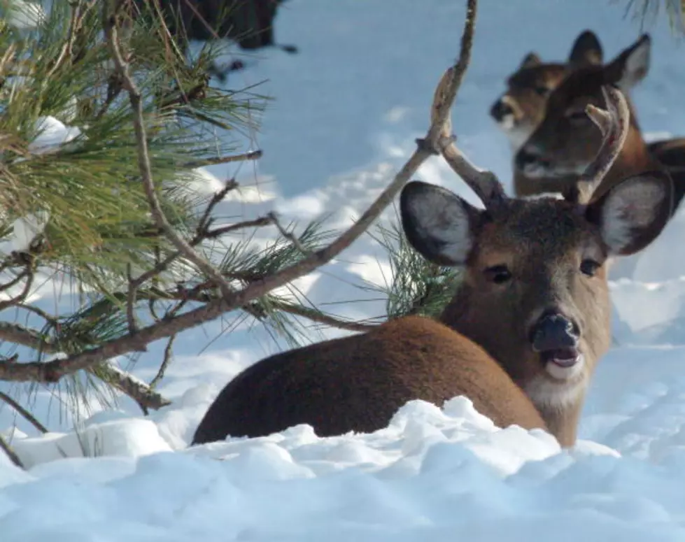 The Number of Ladies Heading Out Into the Woods for Deer Hunting Season is On the Rise [VIDEO]