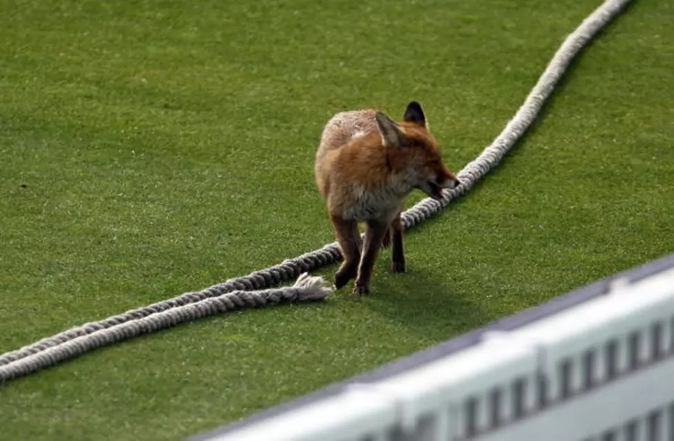 What Does the Fox Say ? Now You Can Find Out in a Book Too [VIDEO]