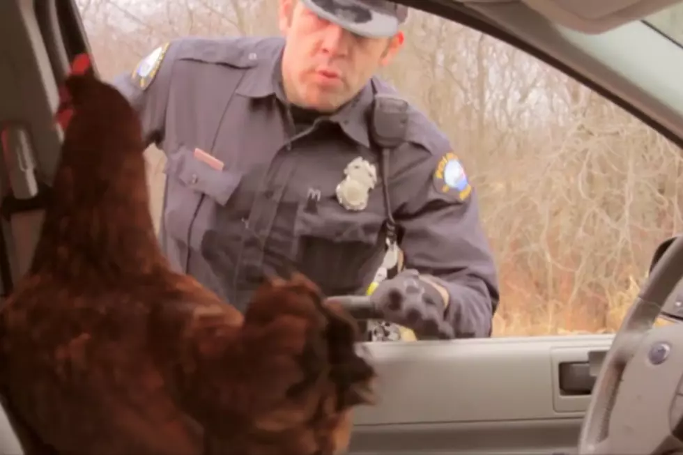 Duluth Police Department Has a Run-In with Locally Laid Chicken &#8220;LoLa&#8221; in Campaign to Win Super Bowl Commercial [VIDEO]