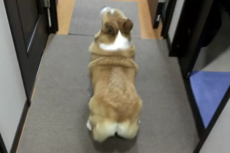 Look! A Twerking Dog!