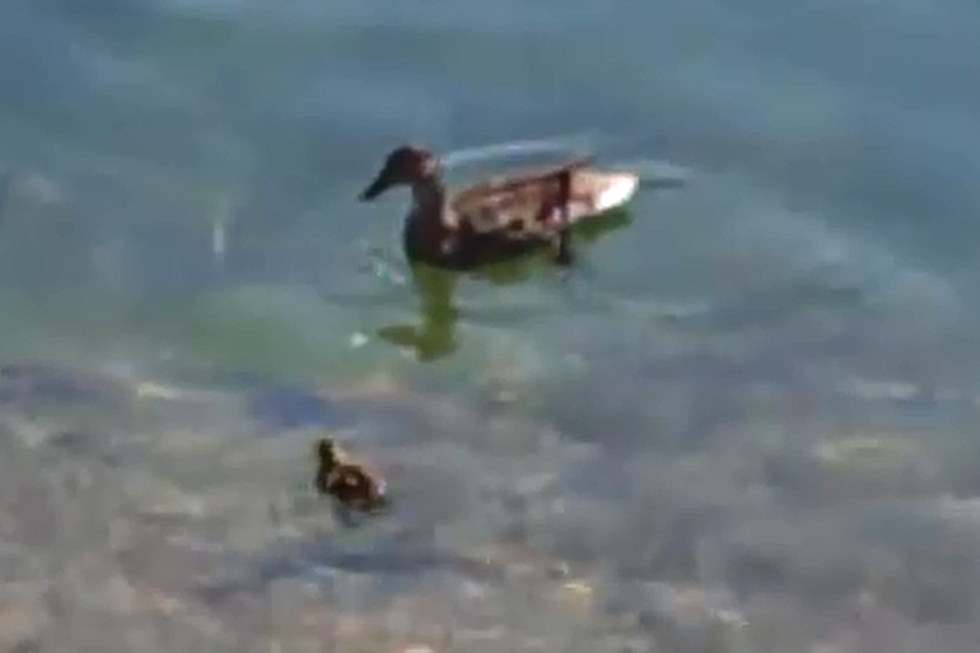 Northern Pike Attacks Ducks [VIDEO]