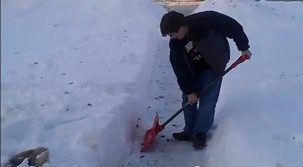how to clean up dog poop after it snows