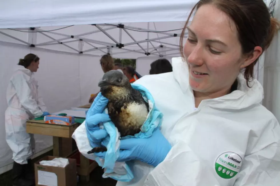 Knitters Wanted to Help Penguins Caught in Oil Spills