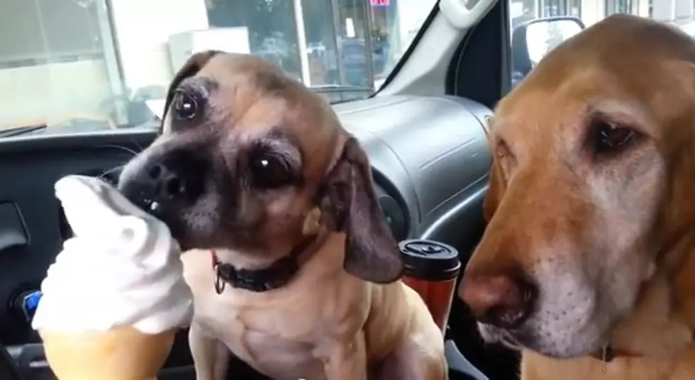 Hilarious Display of Patience, as Dog Waits His Turn for Ice Cream [VIDEO]