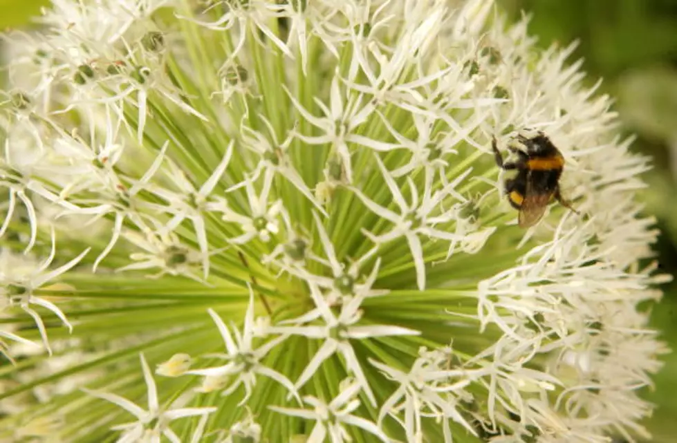 F.Y.I. The Most Painful Place to Get Stung By a Bee [VIDEO]