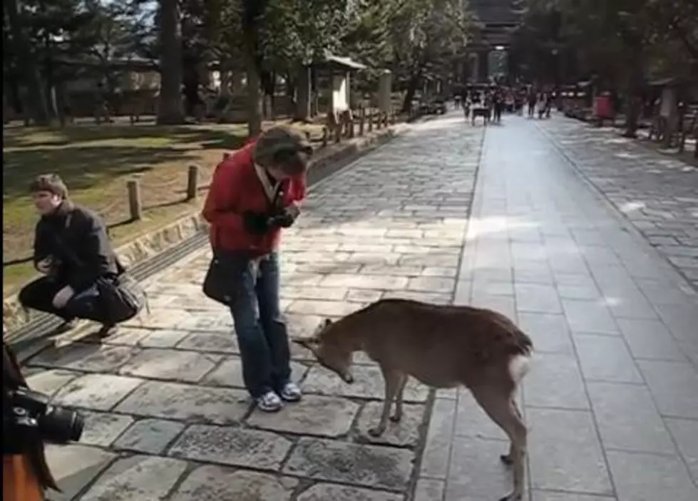 This is Quite Possibly the Cutest Thing I Have Ever Seen, a Bowing Deer [VIDEO]