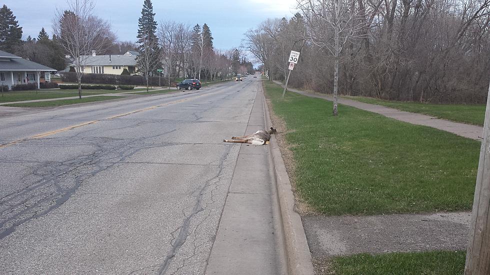 If You Live in Duluth and See a Deer or Other Animal That is Dead on the Road, What Should You Do?