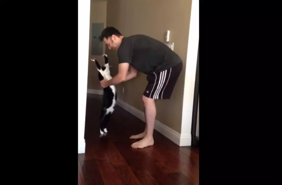 Hands Down This is the Funniest Thing I Have Ever Seen a Cat Do [VIDEO]