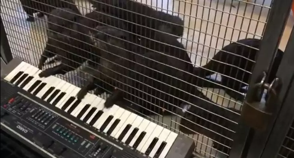 Cutest Thing You May See All Day: Otters Playing a Keyboard [VIDEO]