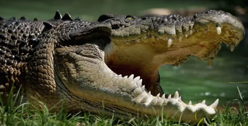 Man Decides to Jump Over a Crocodile, Who You Got? [VIDEO]