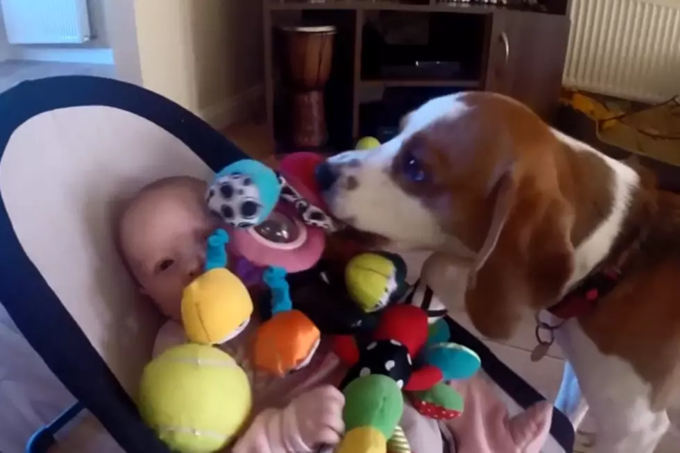 Cute Video Of Dog Giving Toys Back To Baby [VIDEO]