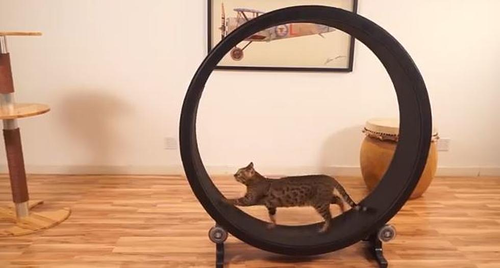 Great News For Cat Owners, the New and Improved Cat Wheel [VIDEO]