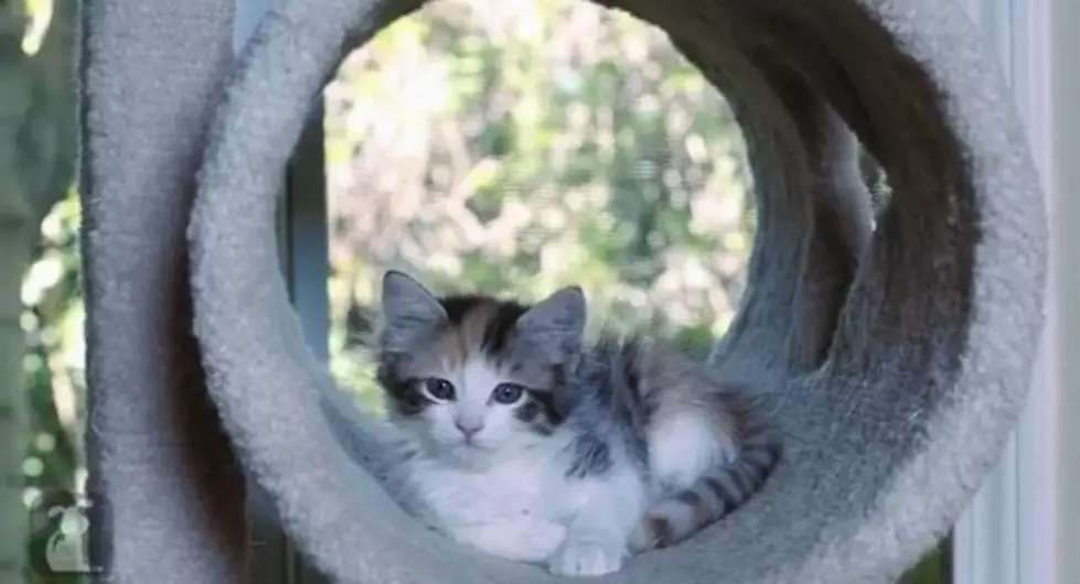 New 50 Shades of Grey Trailer&#8230;.Starring Kittens [VIDEO]