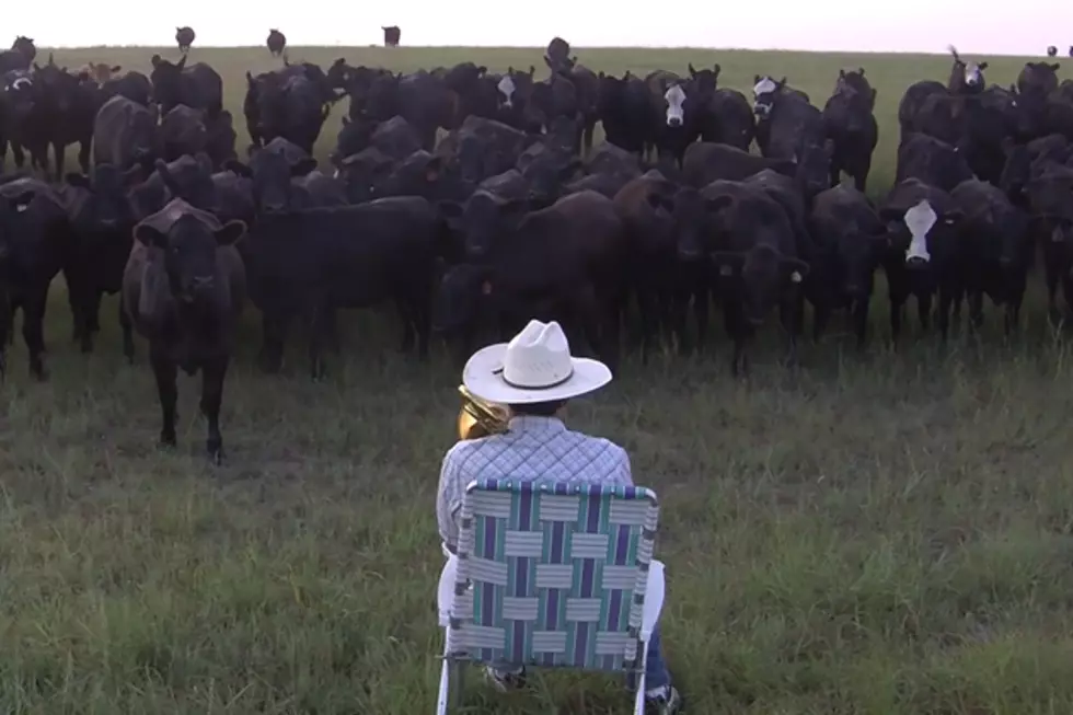 Guy Playing Lorde’s “Royals” in a Field on a Trombone Brings the Cows Home [VIDEO]