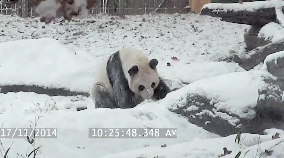 Best Video You’ll See All Winter, A Giant Panda Playing in the Snow [VIDEO]
