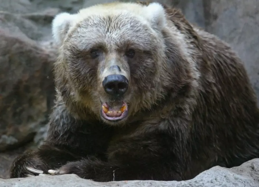 Longtime Lake Superior Zoo Resident, Phoebe the Kodiak Bear Passes Away