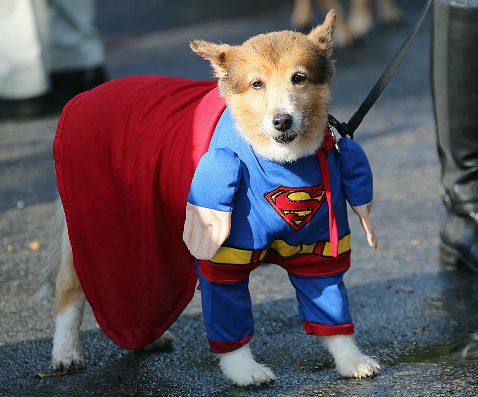 Today is National Dress Up Your Pet Day [VIDEO]