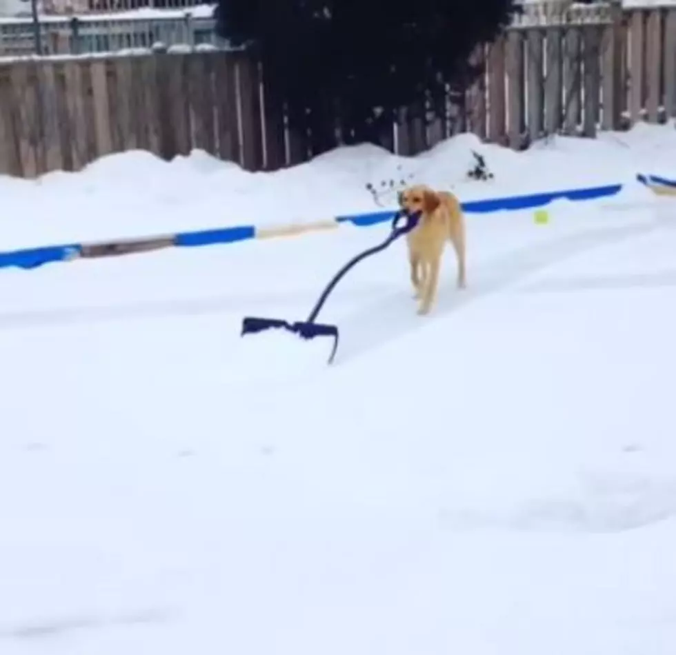Watch Adorable Dog Shovel a Backyard Ice Rink [VIDEO]