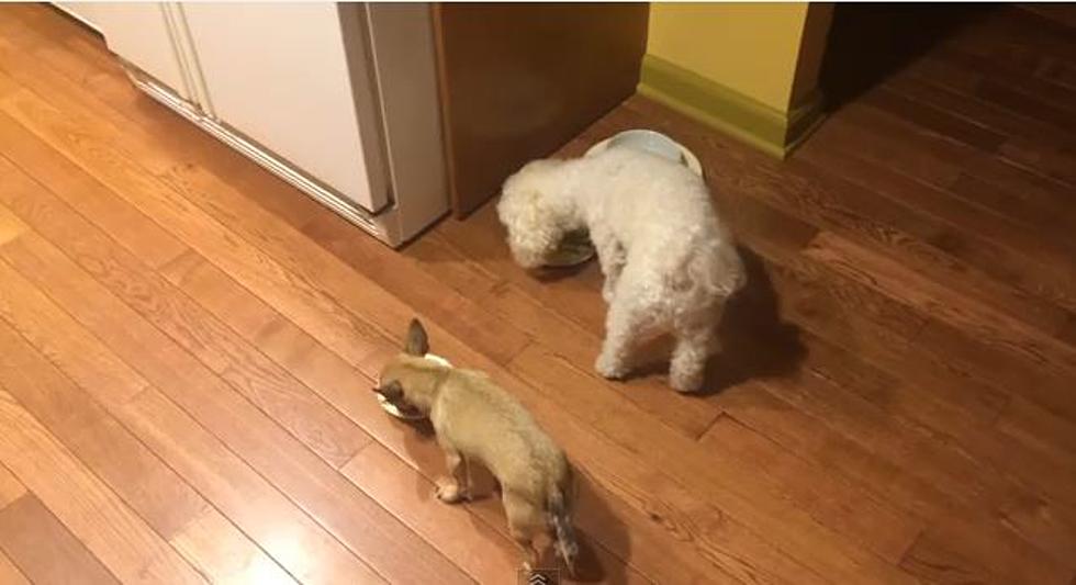 Newly Adopted Little Dog Sends a Message, She Does Not Like to Eat Alone [VIDEO]