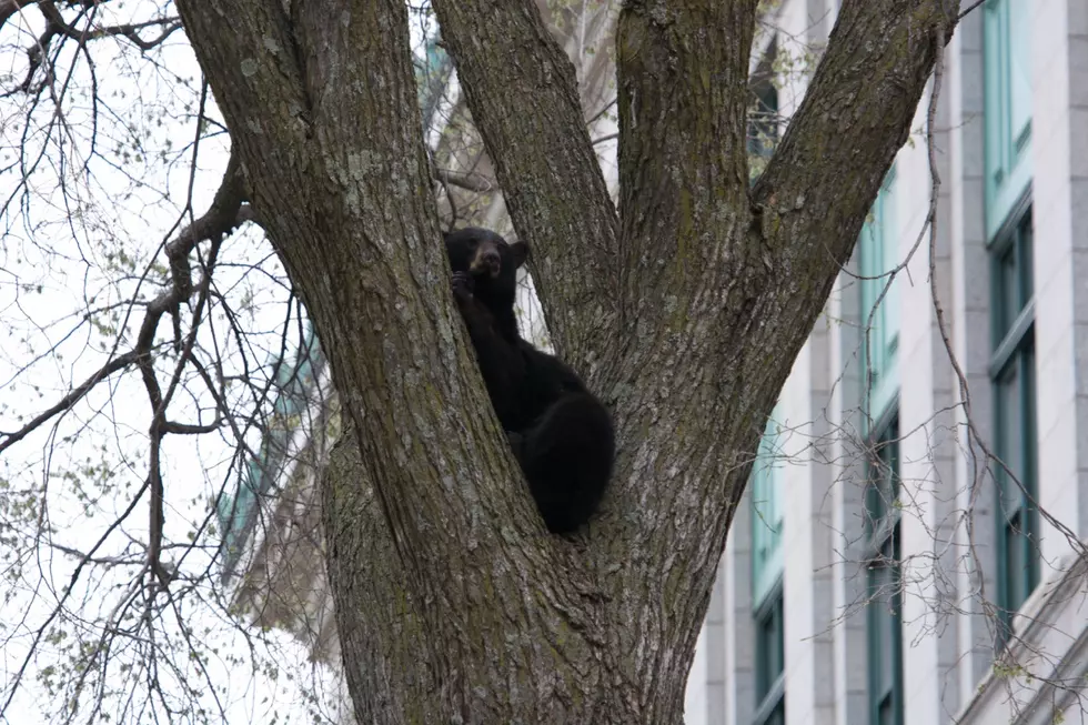 Bear Hangs Out in Tree in Front of Duluth City Hall [VIDEO + PHOTOS]