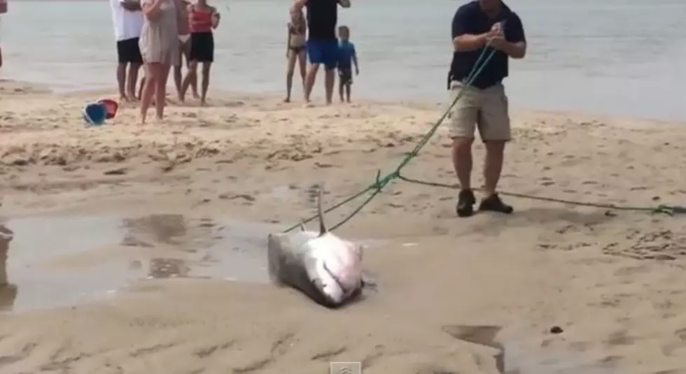 Beached Great White Shark was Saved By Concerned Citizens [VIDEO]
