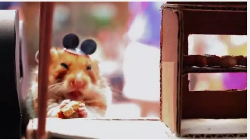Your Daily Awww, Tiny Hamster Has Best Day Ever at DisneyWorld [VIDEO]