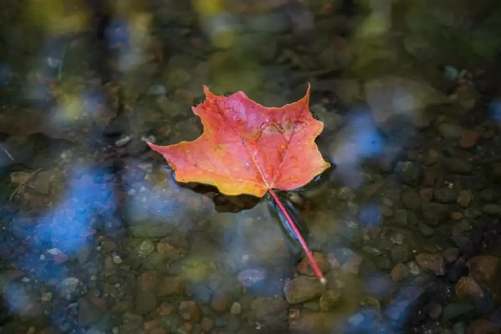 2015 Fall Colors Outlook: This Season is Expected to Be a Vibrant One