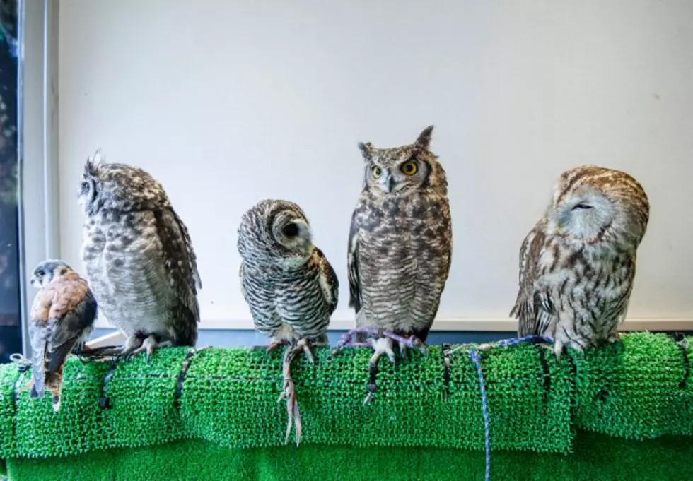 Owls Can Now Call Minnesota Home With New International Owl Center