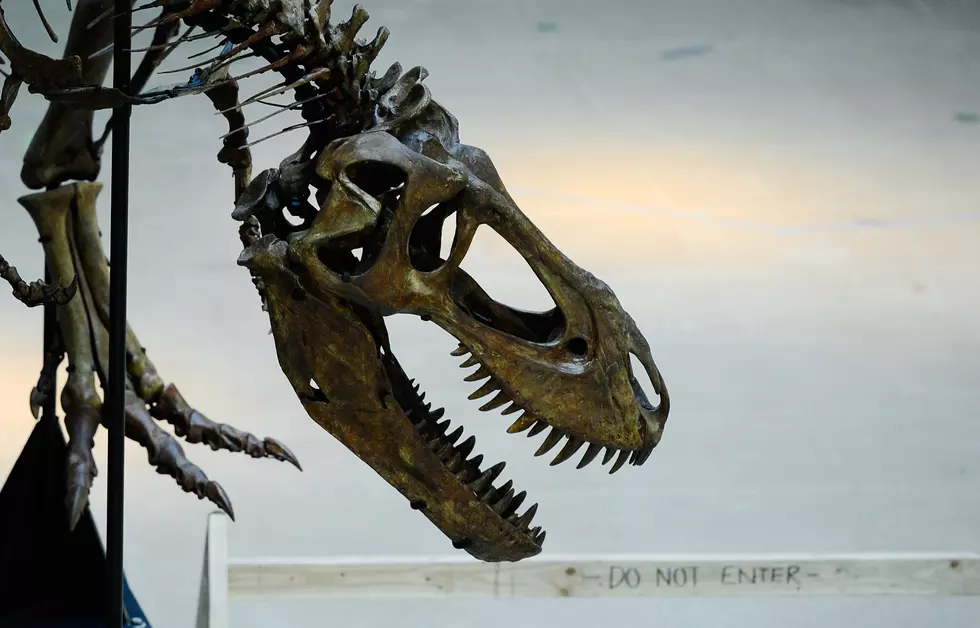 Fossilized Dinosaur Claw Found on Iron Range