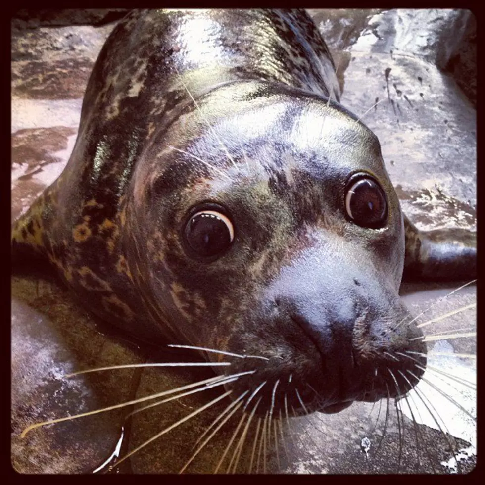 Fiesty, The Lake Superior Zoo Seal Has A New Home