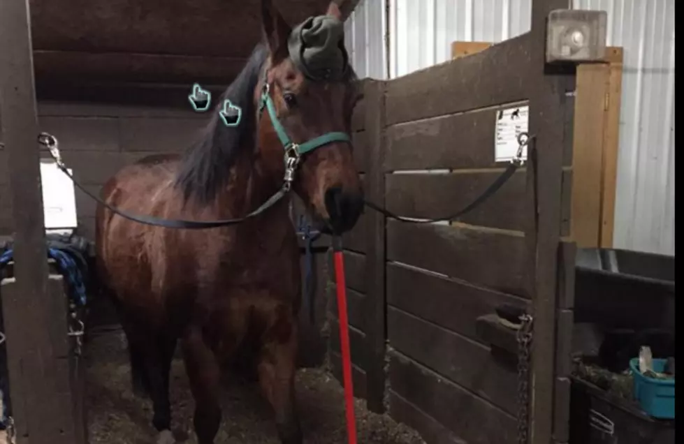 See What the Duluth Mounted Patrol Horses Do in Cold Weather