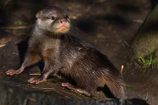 Great Lakes Aquarium Has a Birthday Bash for Their Otters [VIDEO]