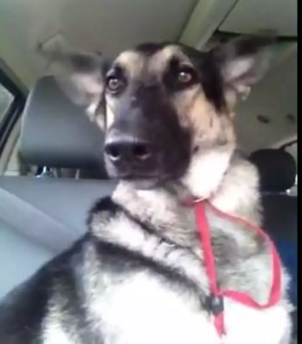 This is the Funniest Reaction I Have Ever Seen From a Dog Listening to Music [VIDEO]