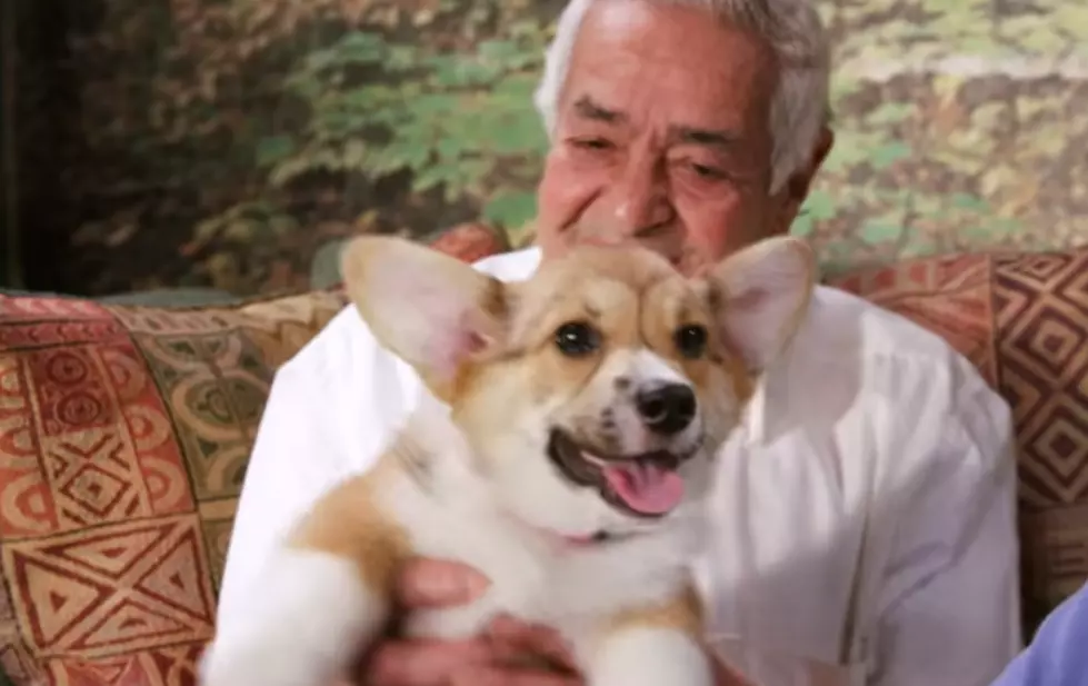 See The Power of Puppies [VIDEO]