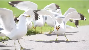 Is It Illegal to Feed Gulls? Here’s the Minnesota DNR’s Answer