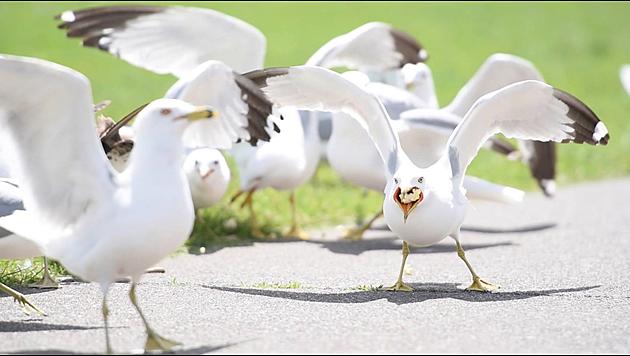 Is It Illegal to Feed Gulls in Duluth? Here&#8217;s the Minnesota DNR&#8217;s Answer
