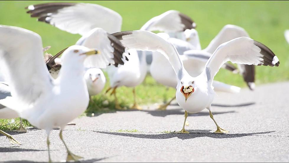 Illegal to Feed Gulls?