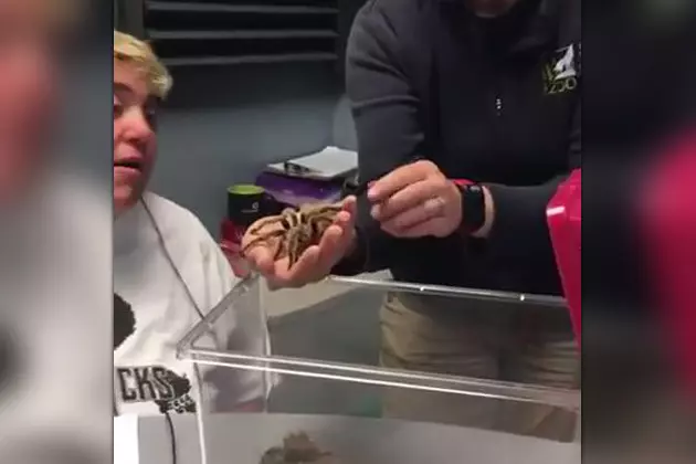 Staff From The Lake Superior Zoo Stopped By to Show off One of Their Star Tarantulas Named Rosie [VIDEO]