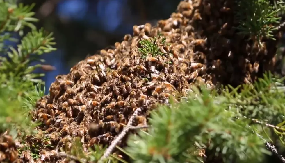 Watch What Happens When a Bee Swarm Formed on the UWS Campus