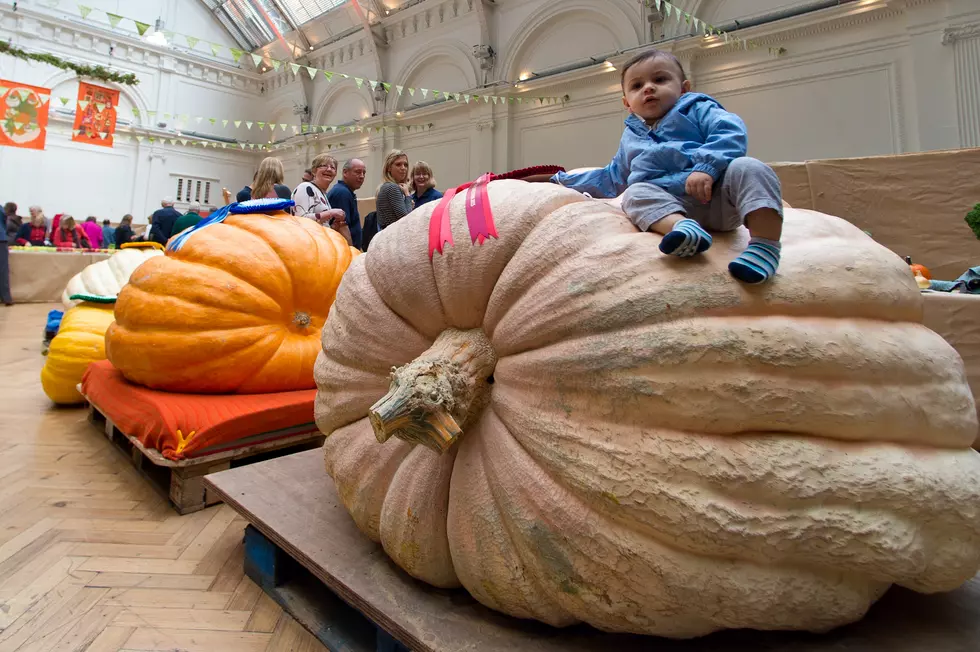Holy Great Pumpkin Breaks a Minnesota Record at Over 1900 Pounds